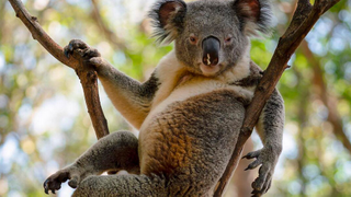 Do Ya Think This Koala's Sexy?